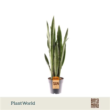 Sansevieria Spearmint