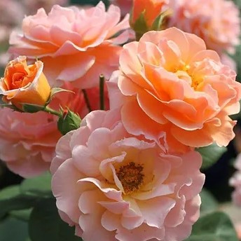 Роза почвопокровная Бэсси