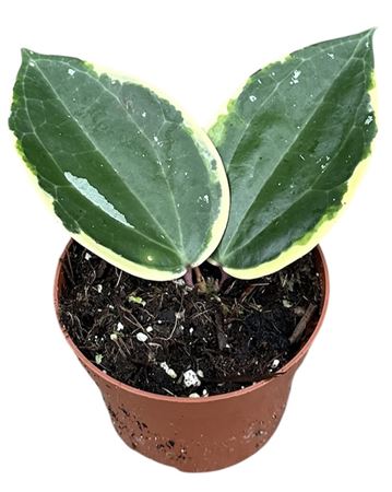 Hoya Macrophylla Albo Round Leaf