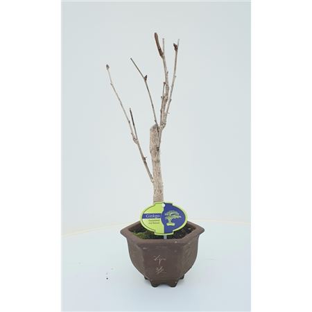 Bonsai Ginkgo Biloba Broom In Hexagon Pot
