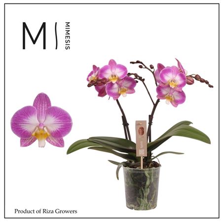 Phal 2st Spirit Pink Special (mimesis)