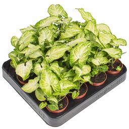 Сингониум Баттерфляй