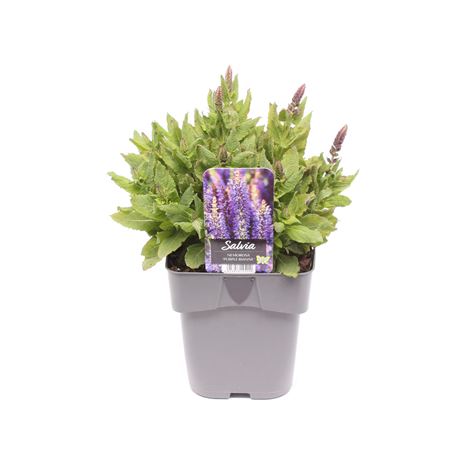 Salvia Nemorosa Purple Rianne