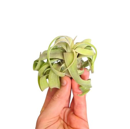 Tillandsia Streptophylla Medium