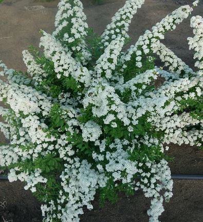 Спирея ниппонская Сноумаунд в тубе