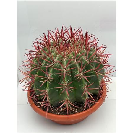 Ferocactus Pilosus Steinesii