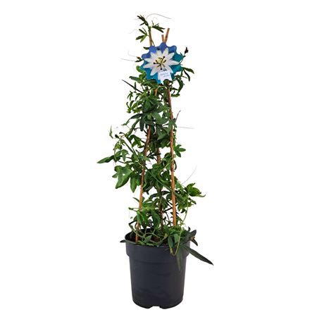 Passiflora Constance Pyramid