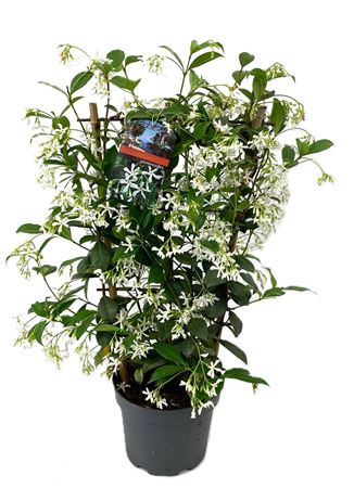Trachelospernum Jasminoides On Reck
