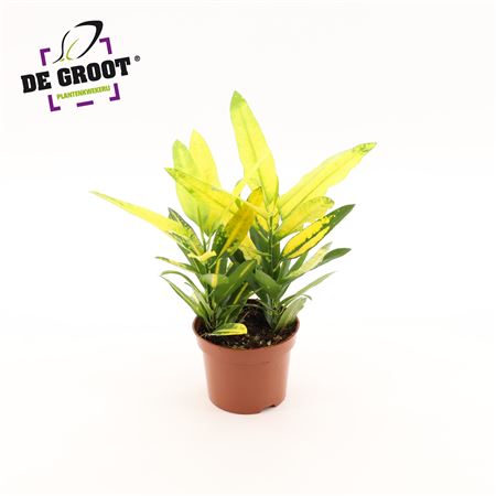 Croton Sunny Star
