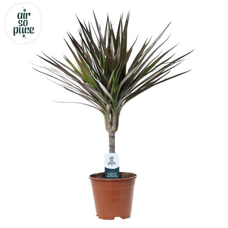 Drac Magenta 15cm Stem (air So Pure)