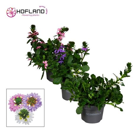 Scaevola Mix