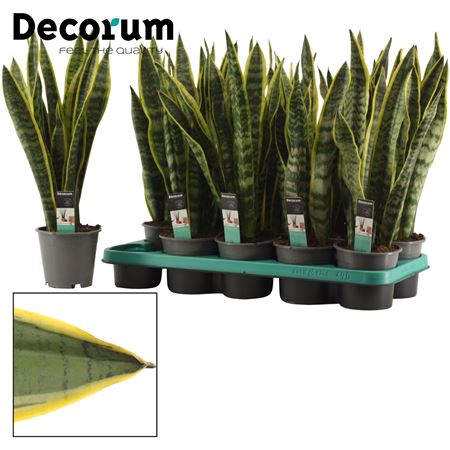 Sansevieria Laurentii (dec)
