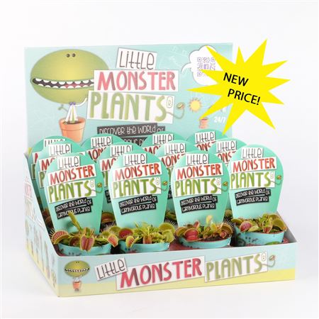 Dionaea In Display Box (little Monster Plants)