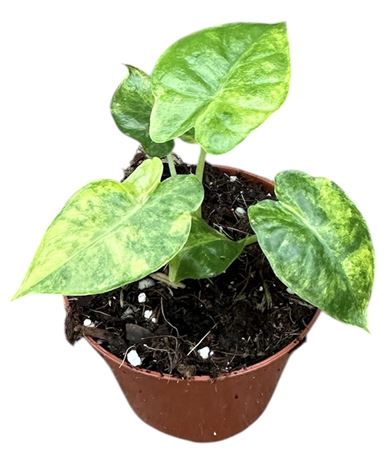 Alocasia Gageana Aurea