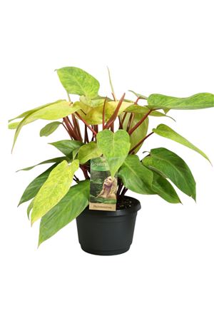 Philodendron Painted Lady