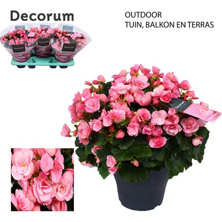 Begonia Betulia Candy (decorum)