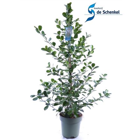Ficus Moclame.
