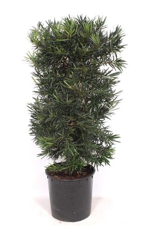 Podocarpus Macrophylla