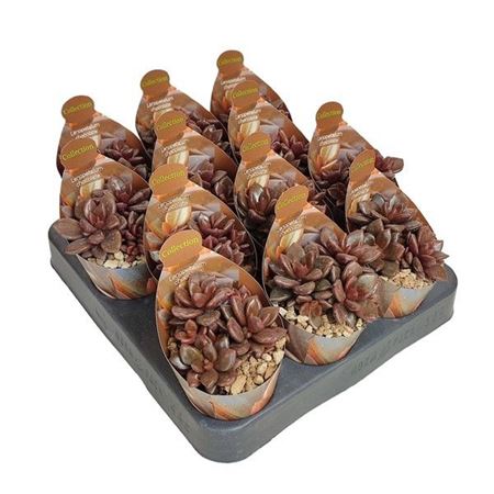 Lenopetalum Chocolate Potcover