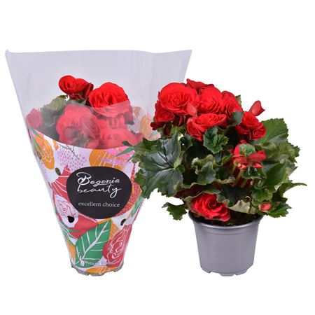 Begonia Red