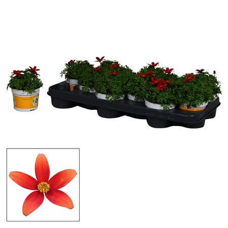 Bidens Red Yellow Center