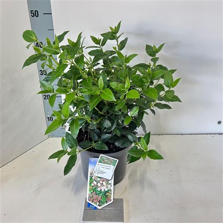 Viburnum Tinus Eve Price