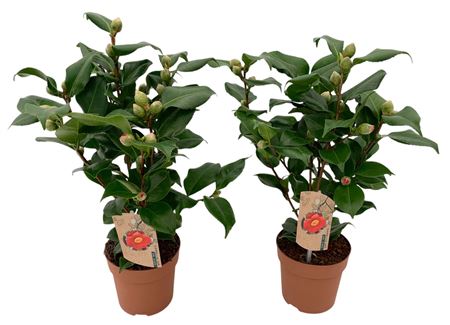 Camellia Jap Dr King 8+
