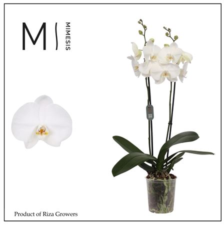Phal 2t Ural 16+ (mimesis)