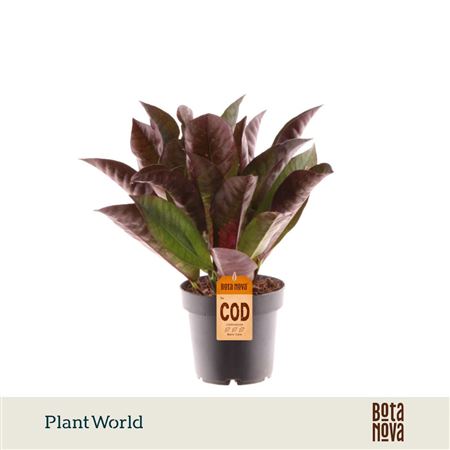 Codiaeum Mrs. Iceton Head 3-5