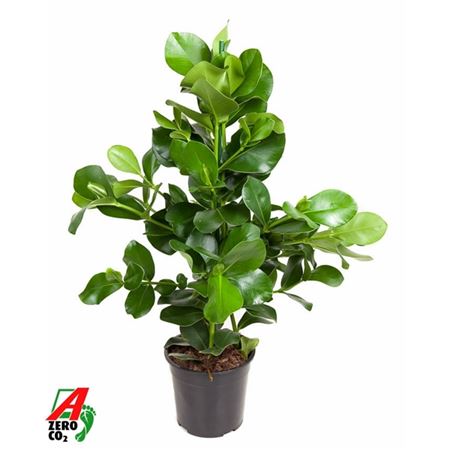 Clusia Rosea