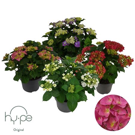 Hydrangea Mophead+lacecap Mix 10+ | Hy-pe Original