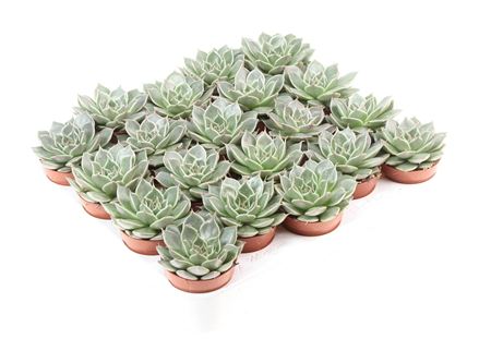 Graptopetalum Canopus