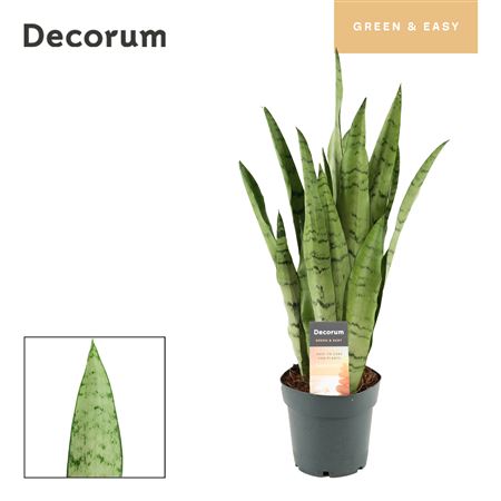 Sansevieria Peppermint (decorum)