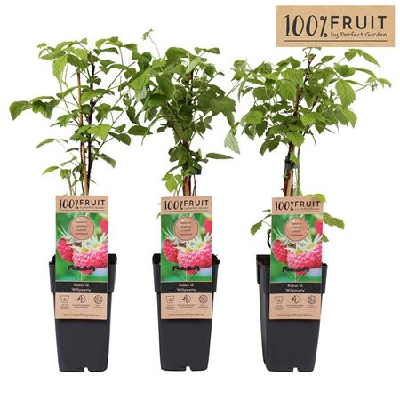 Rubus Idaeus Willamette