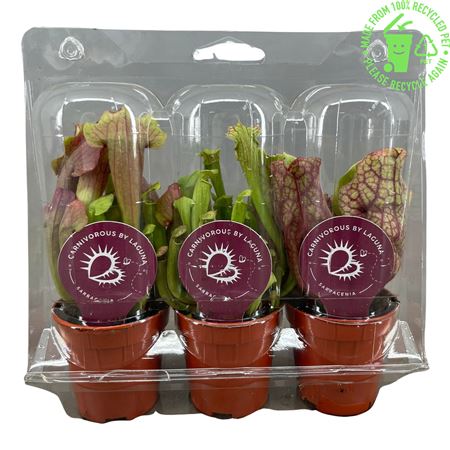 Sarracenia Mini Mix In Blister (x3)