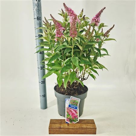 Buddleja Dav Little Pink