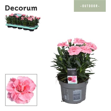 Dianthus Oscar Pink (decorum)