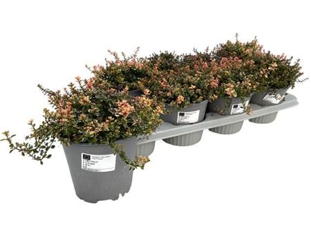 Thymus Foxley