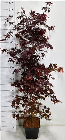 Acer Palm Bloodgood