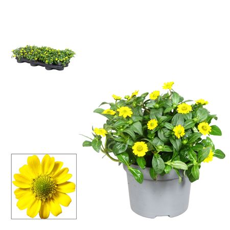 Sanvitalia Yellow
