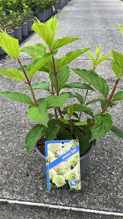 Hydrangea Pan Skyfall