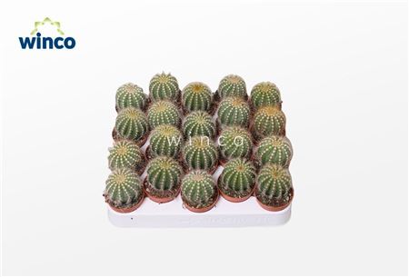 Notocactus Warasii