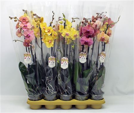 Phal 2st Orange/yellow Mix 18+ (phalaenova)