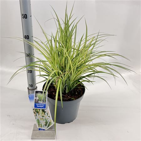 Chlorophytum Saunderisiae Starlight