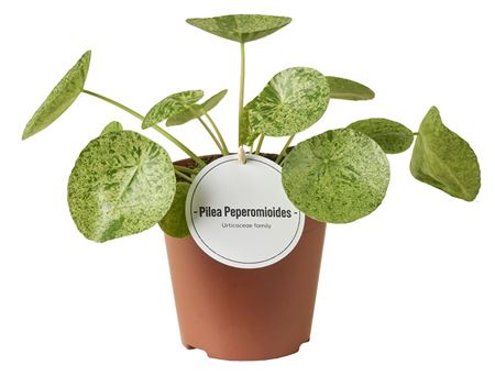 Pilea Mojito.