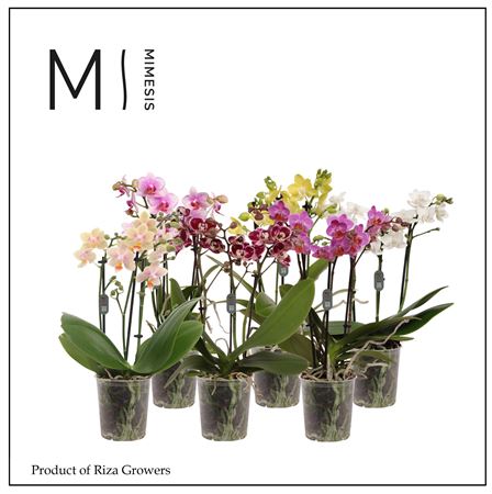 Phal 3st Mix 20+ (orchid Growers)