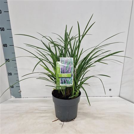 Liriope Muscari Big Blue