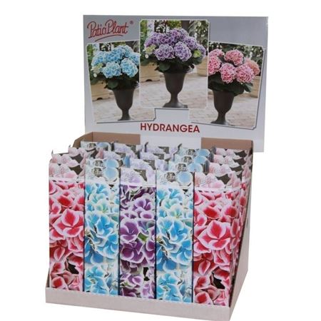 Гортензия Ма Биколор Микс Молодые Растения