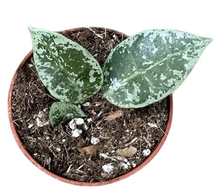 Hoya Lacunosa Snow Leopard