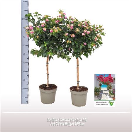 Lantana Camara Bush